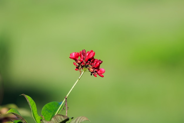 Photo beautiful red poppy