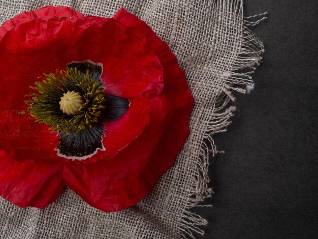 Beautiful red poppys isolated on a black background postcard with copy space