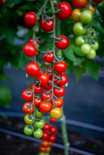 Beautiful red ripe cherry tomatoes are grown in a greenhouse