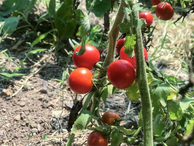 아름 다운 붉은 익은 체리 토마토 농장에서 자란.