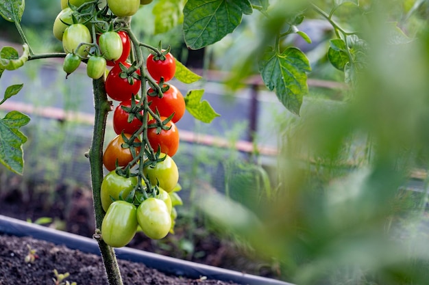 사진 온실 에서 재배 된 아름다운 빨간색 익은 체리 토마토