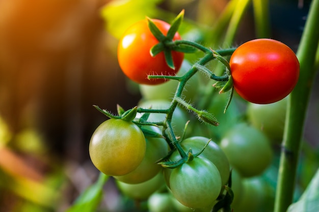 Bei pomodori di heirloom maturi rossi sviluppati in una serra.