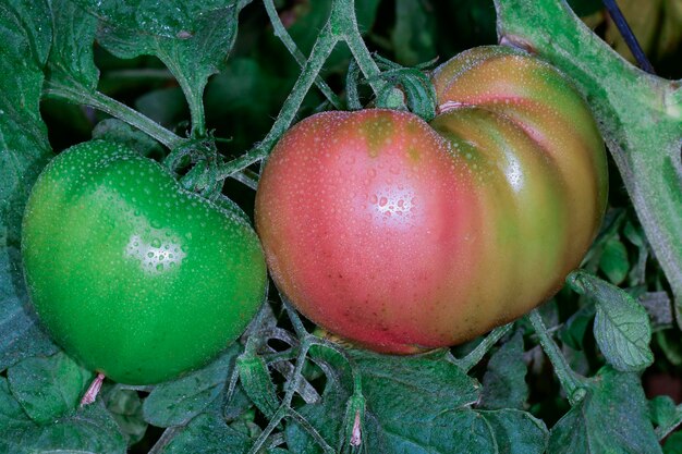 Beautiful red ripe heirloom tomatoes grown in a greenhouse