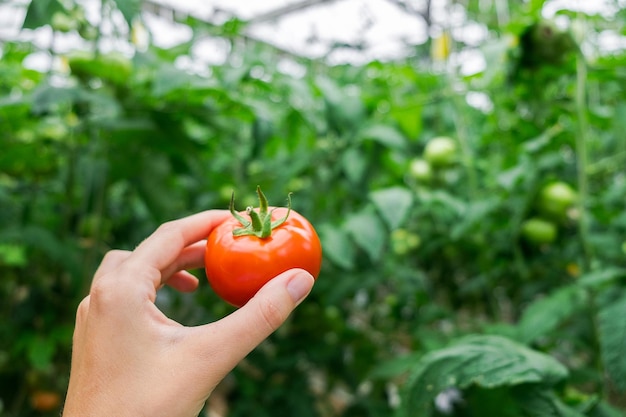 Beautiful red ripe tomato in female hand on greenery background. Tomato production