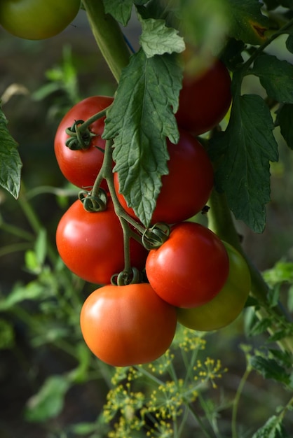 Beautiful red ripe tomatoes grown in a farm greenhouse