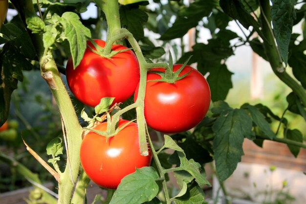 Photo beautiful red ripe tomatoes grown in a greenhouse. beautiful background