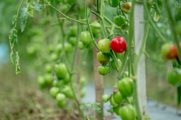 Beautiful red ripe tomatoes grown in a greenhouse Ready to harvest