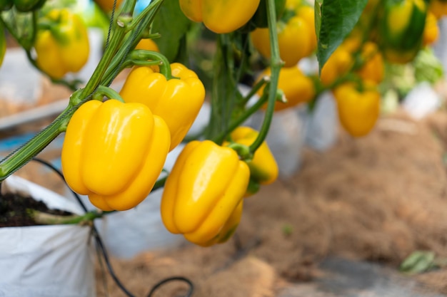 Foto bellissimi pomodori rossi maturi coltivati in serra pomodori che crescono in fattoria all'aperto raccolta di pomodori a bassa profondità di campo