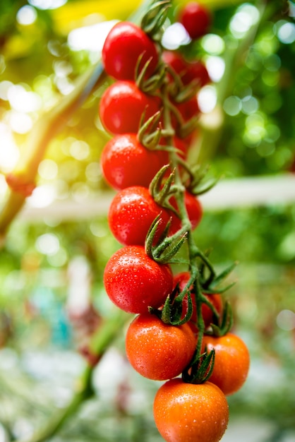 Beautiful red ripe tomatoes grown in a greenhouse.