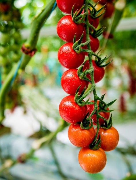 Beautiful red ripe tomatoes grown in a greenhouse.