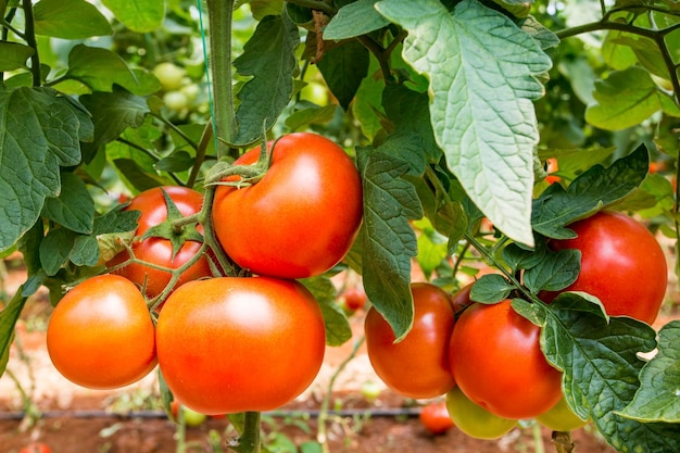 Beautiful red ripe tomatoes grown in a greenhouse.