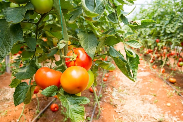 Beautiful red ripe tomatoes grown in a greenhouse.