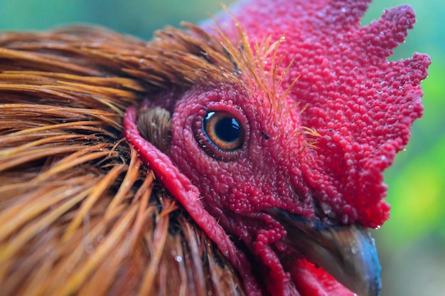 Photo beautiful red rooster close up