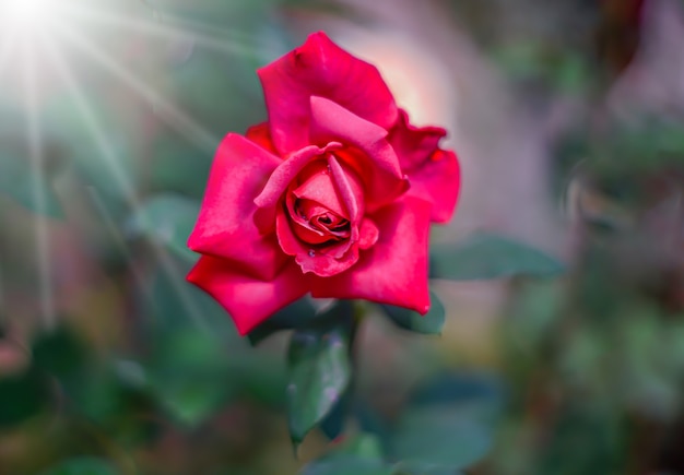 A beautiful red rose against a blurred greenery