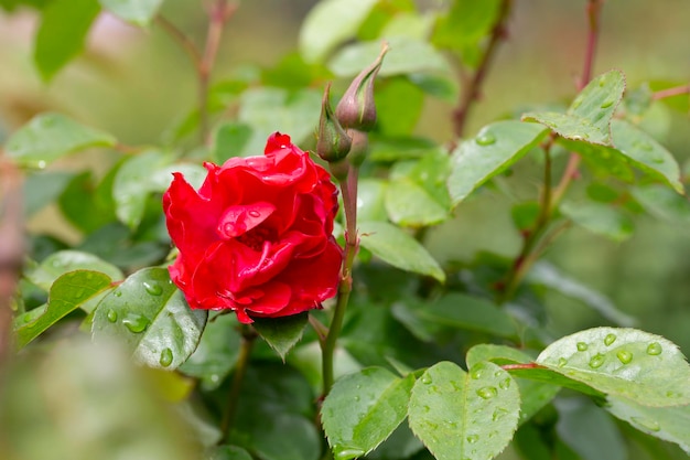Beautiful red rose on a background of green grass on a summer day