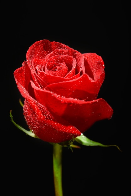 Beautiful red rose on black