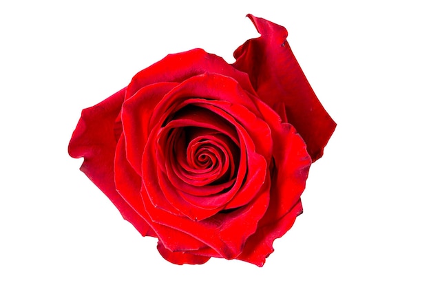 Photo beautiful red rose bud isolated on white background