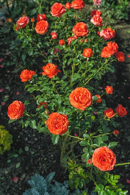 Beautiful red rose bush in a garden