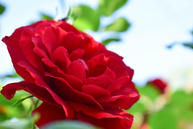 Beautiful Red Rose Close up Macro Flower Background Photo