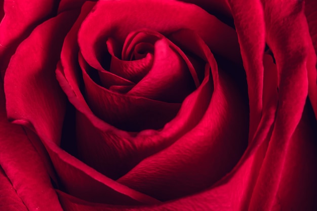 Beautiful red rose, close up