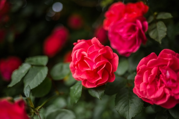 Beautiful red rose close up