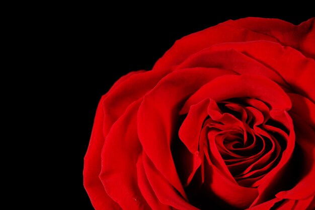 Beautiful red rose close-up