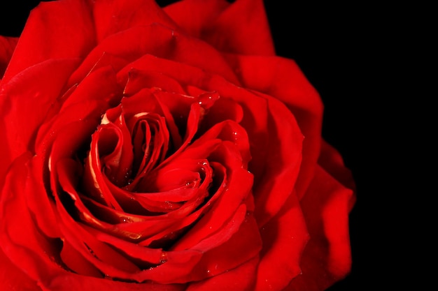 아름 다운 빨간 장미 클로즈업