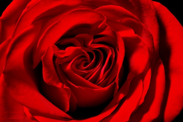 Beautiful red rose close-up