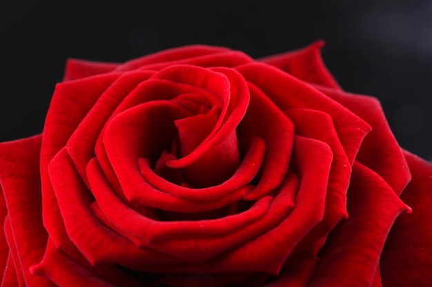 Beautiful red rose close-up