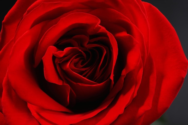 Beautiful red rose close-up