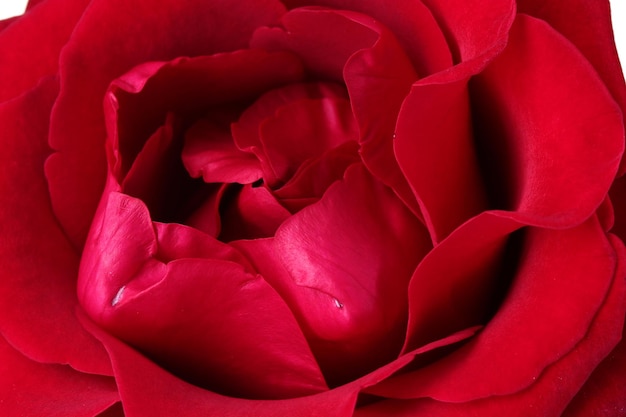 Beautiful red rose closeup