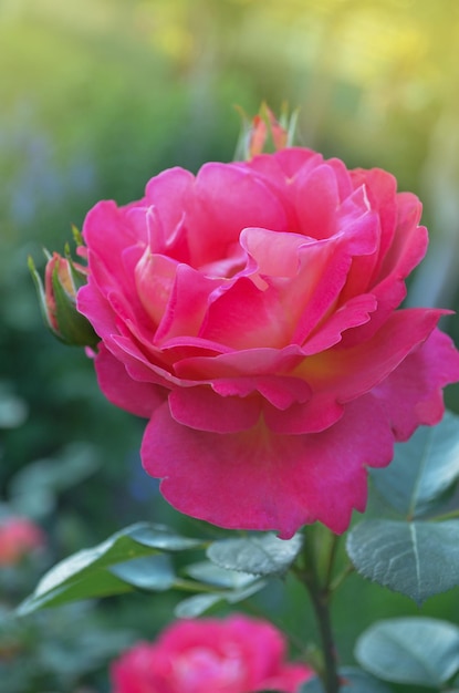 Красивая красная роза Сочетание лимонно-желтого с красным Красивый двухцветный цветок Роза Павлиний глаз