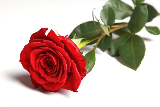 Beautiful red rose. Congratulatory background by St. Valentine's Day