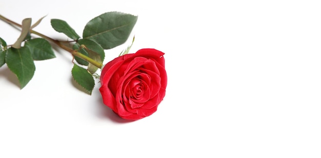 Beautiful red rose Congratulatory background by St Valentines Day