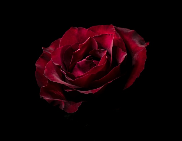 Bella rosa rossa nell'oscurità. sfondo naturale floreale lunatico scuro.