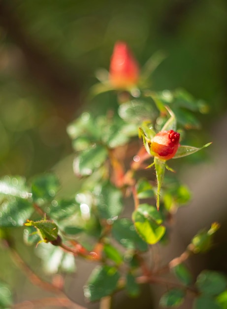 Beautiful red rose flower and bokeh on a sunny warm day