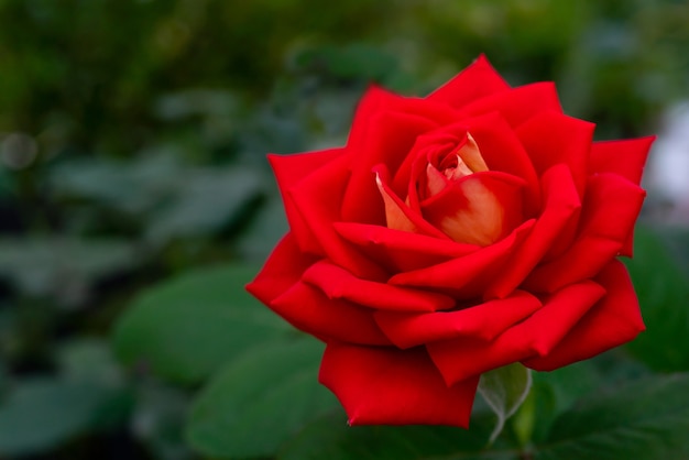 Beautiful red rose flower. Floral natural summer background.