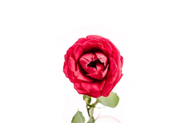 흰색 표면에 고립 된 아름 다운 붉은 장미 꽃