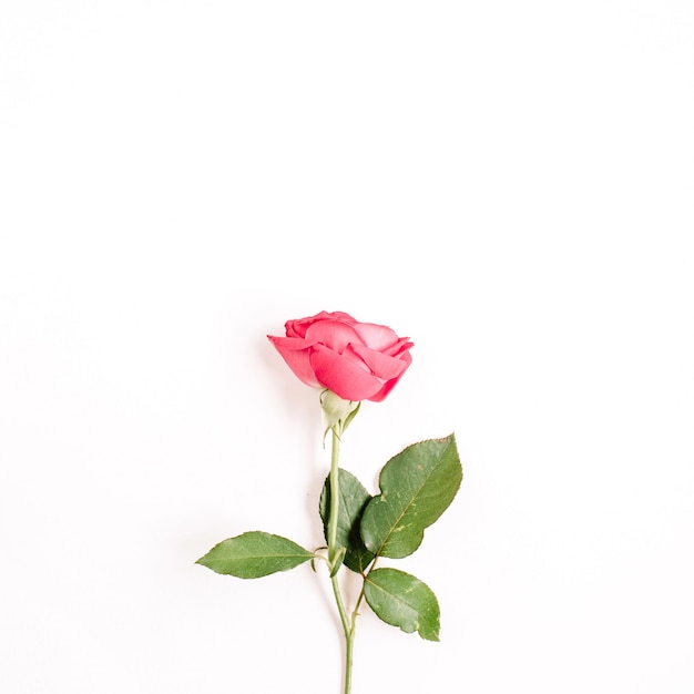 Bella rosa rossa fiore isolato