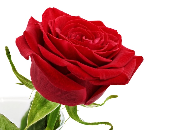 Beautiful red  rose flower. Isolated.