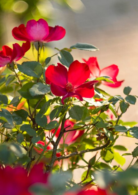 晴れた暖かい日に美しい赤いバラの花