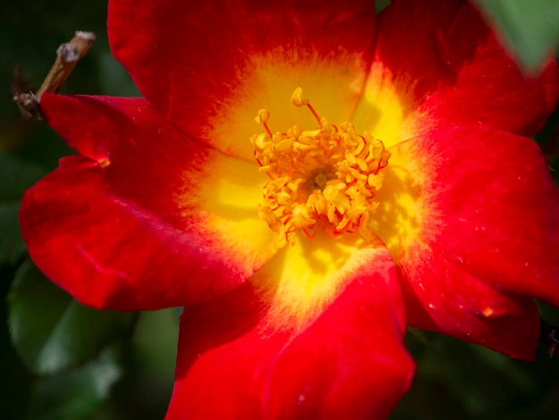 Bellissimo fiore di rosa rossa in una calda giornata di sole