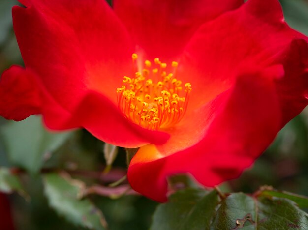 Beautiful red rose flower on a sunny warm day