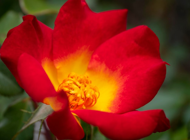 Красивый цветок красной розы в солнечный теплый день