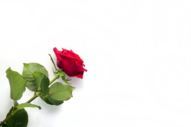 Beautiful Red Rose Flower with stem Isolated