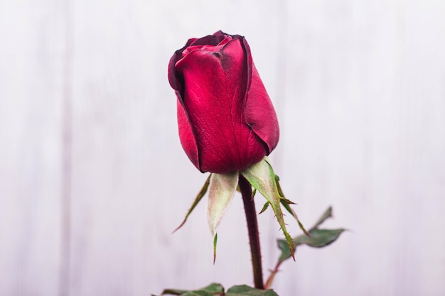 Beautiful red rose flower on wooden background