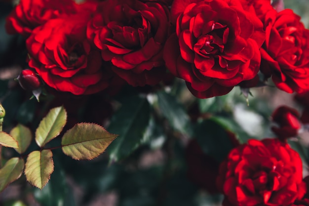 夏には美しい赤いバラの花。インスピレーションを与える自然の花春咲く庭や公園の背景。美容花ヴィンテージレトロアートデザイン。