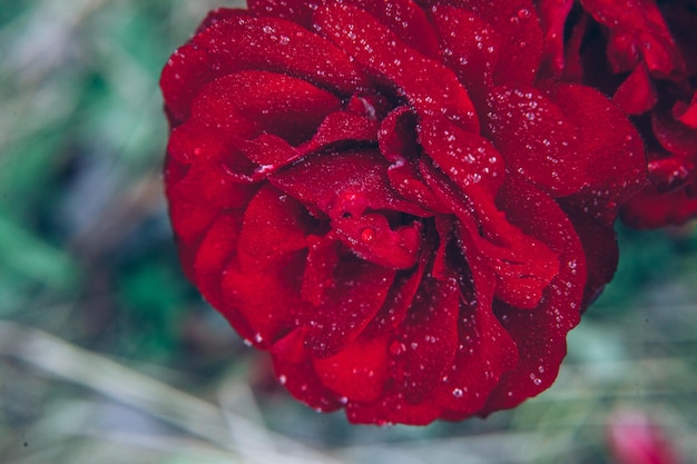 夏の雨の後の滴と美しい赤いバラの花 心に強く訴える自然な花の春咲く庭や公園