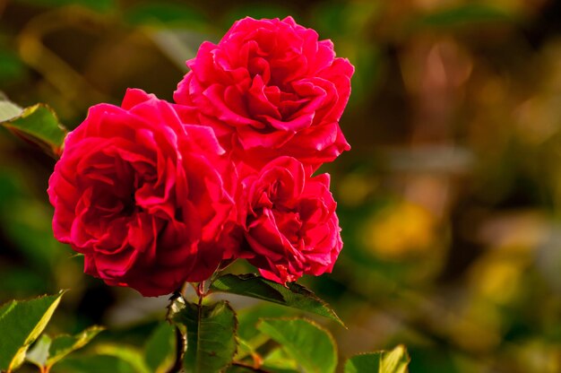 Bella rosa rossa nel giardino, fuoco selettivo.