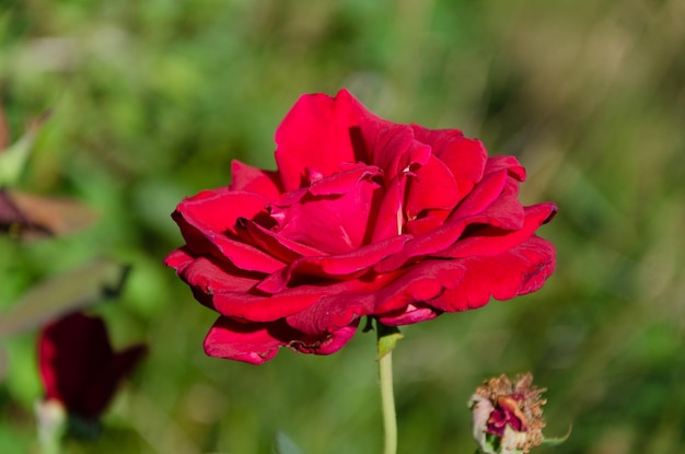 Beautiful red rose in the garden on a sunny summer day. Growing summer flowers.